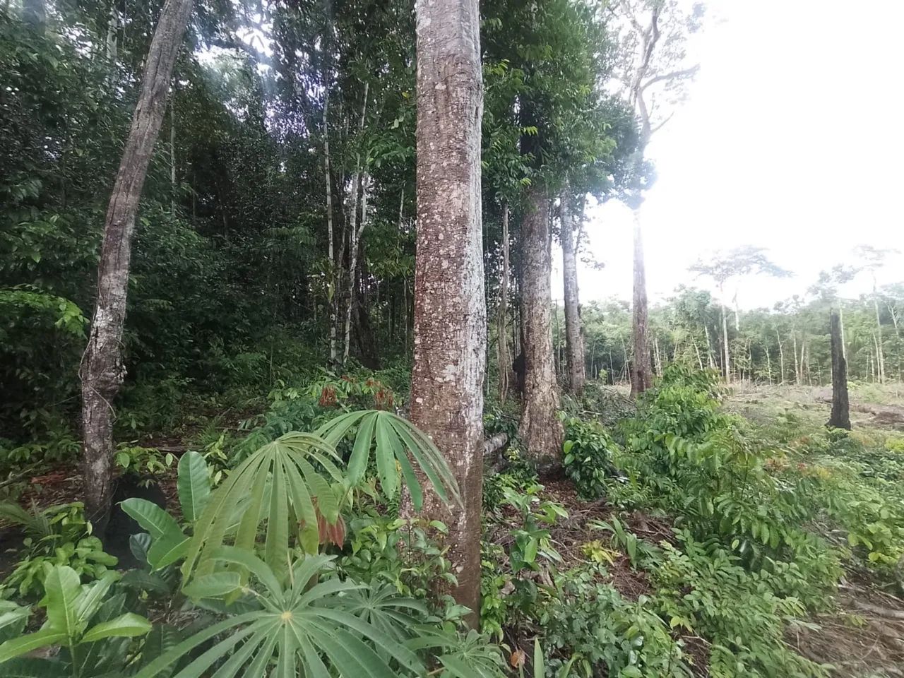 Área de fazenda no Jundia 