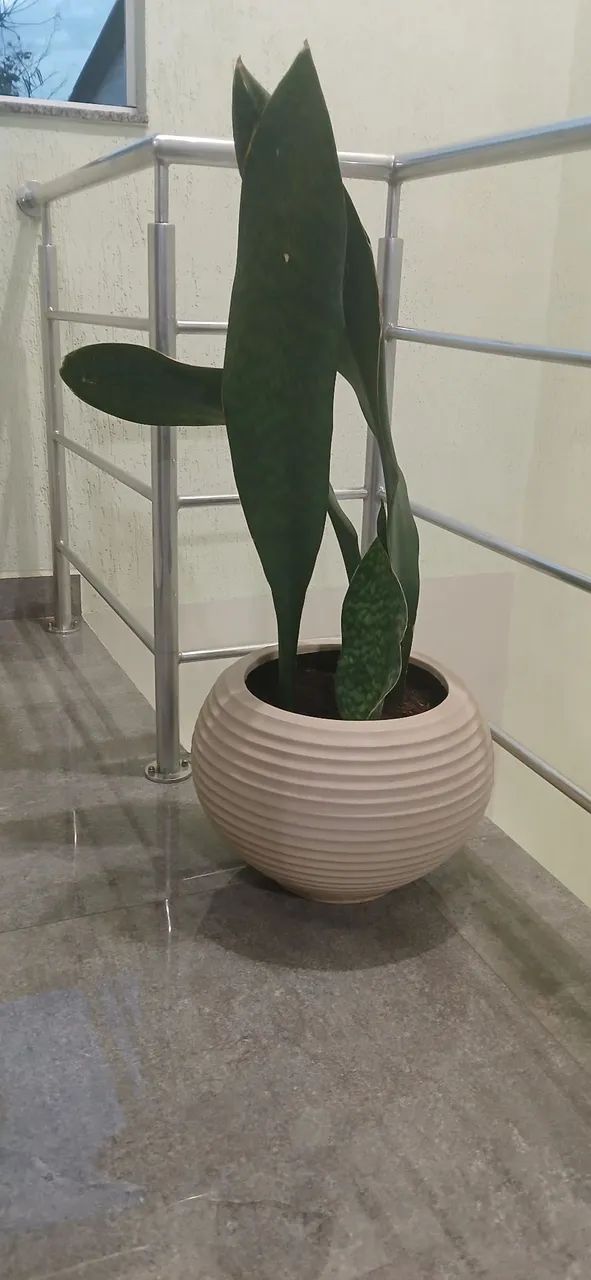 Plantas  decoração  - Foto 4