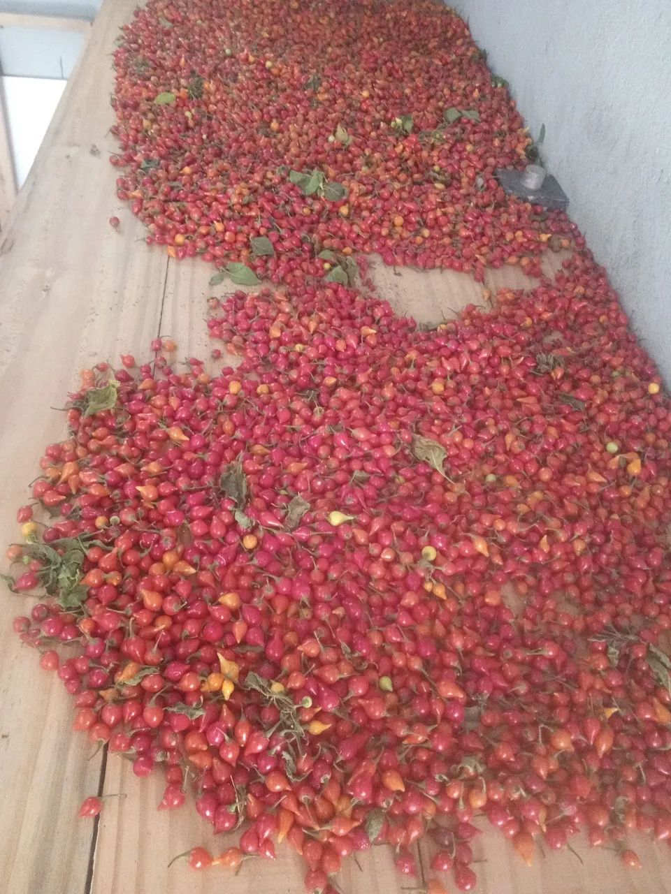 Pimenta biquinho 