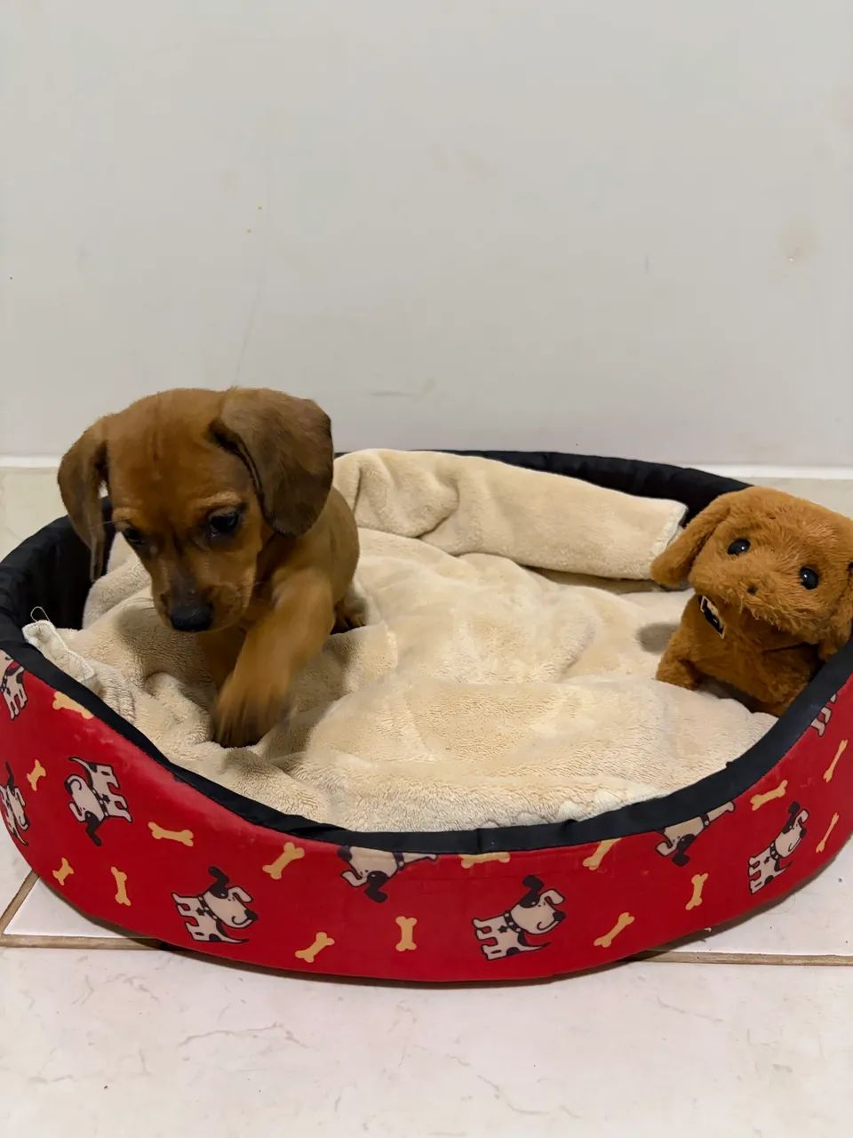 Cachorro - Foto 4