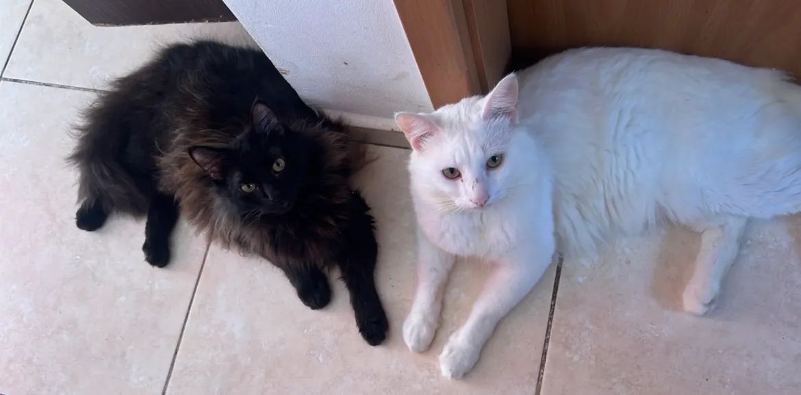 Doa-se gatinho branco  - Foto 3