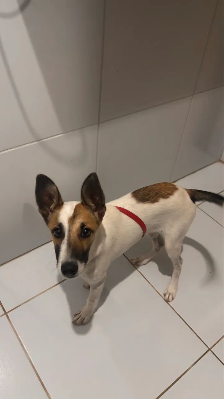 ADOÇÃO RESPONSÁVEL - Foto 2