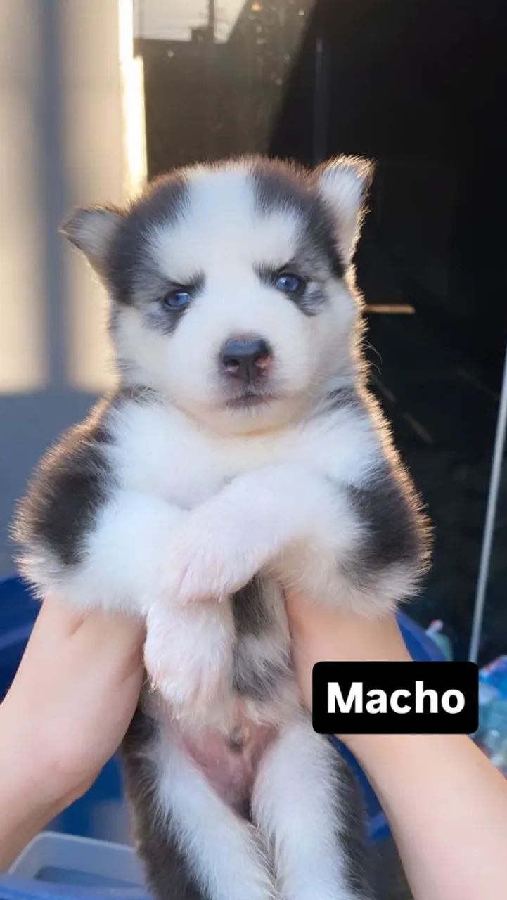 Lindos Husky siberiano  - Foto 2