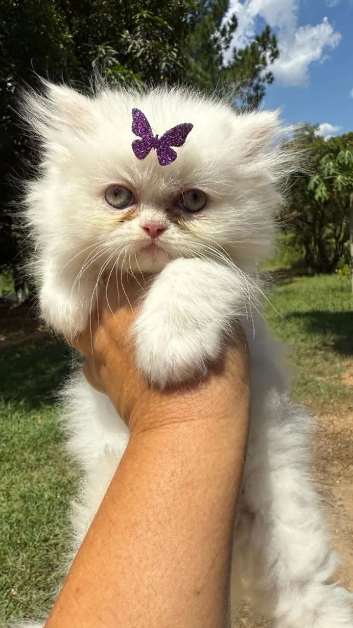 Persa adora um chamego
