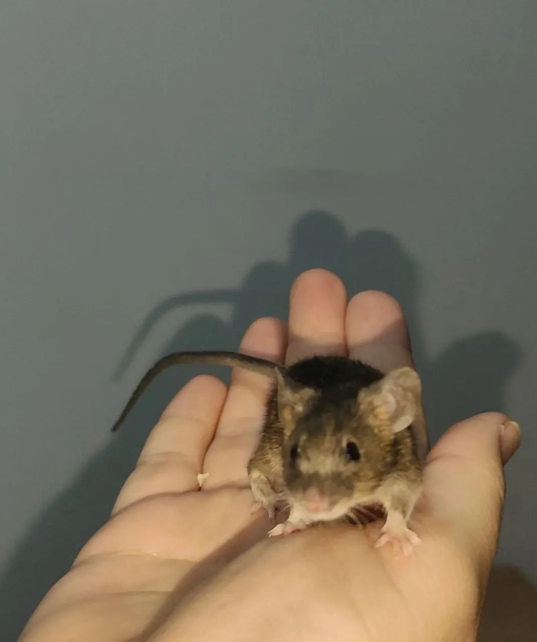 Camundongos  - Foto 3