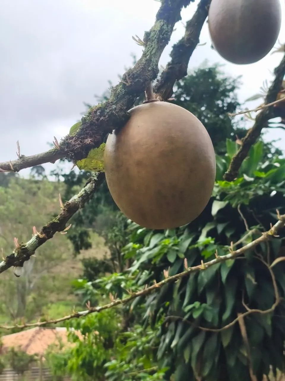 Fruta de cuia - Foto 5