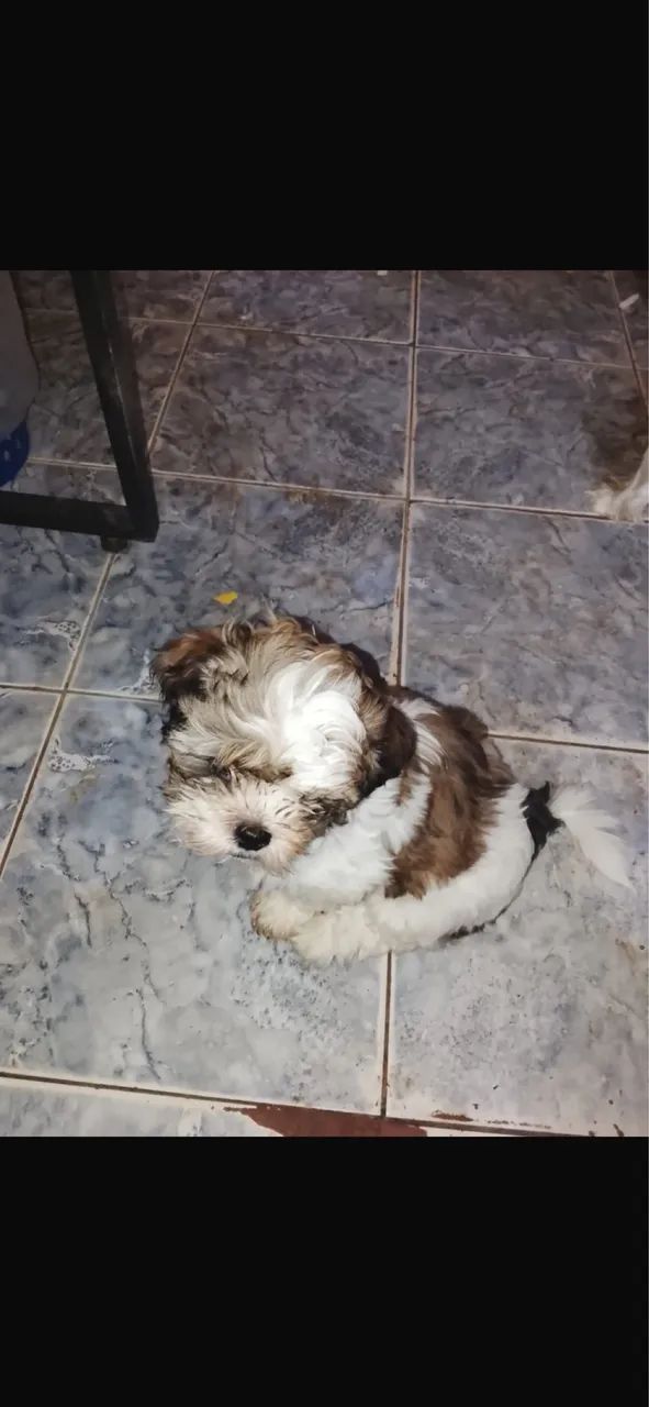 Shih tzu - Foto 2