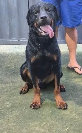 Cachorro macho pra cruzamento