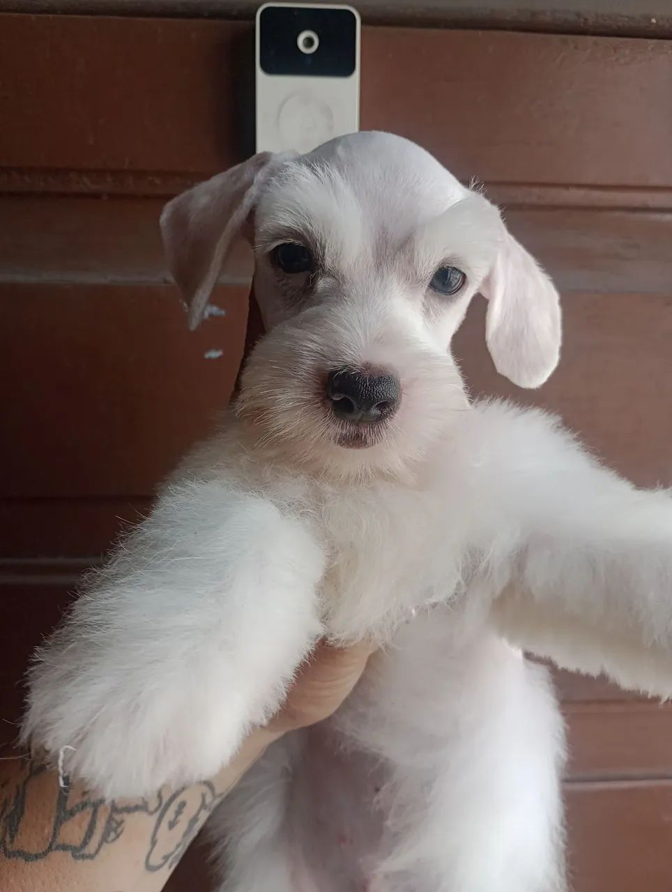 Schnauzer Miniatura macho  - Foto 5
