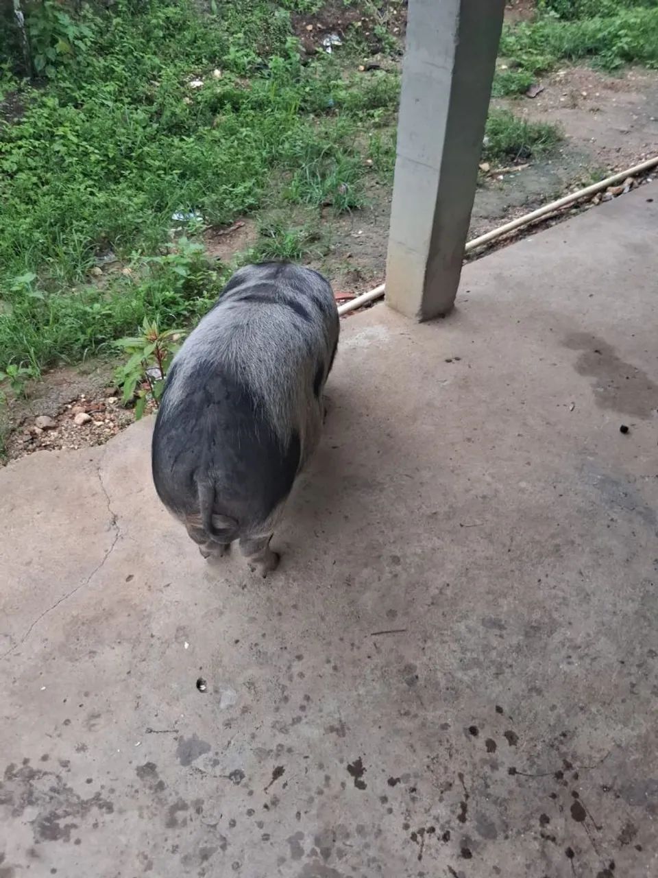 Vendo. Um míni porco. Dá raça bae - Foto 2