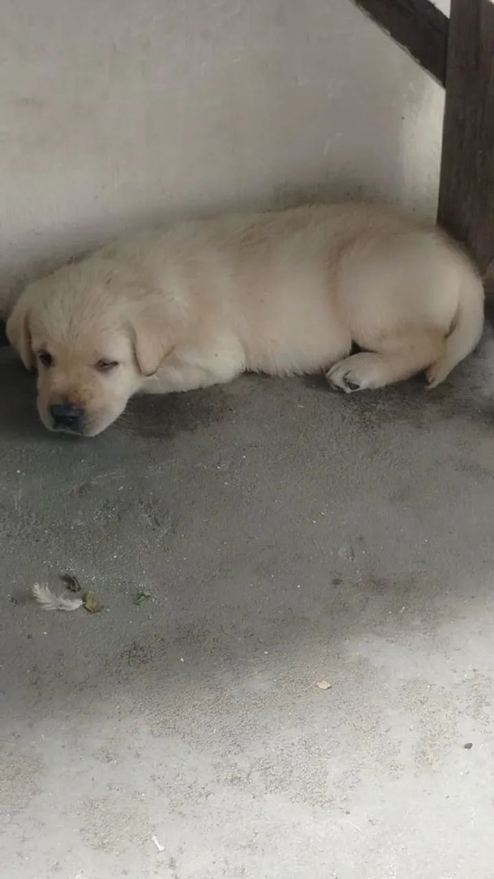 Filhote de labrador  - Foto 5