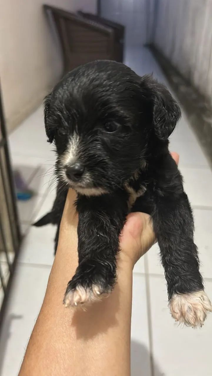 Vendo filhotes de poodle 2 - Foto 4
