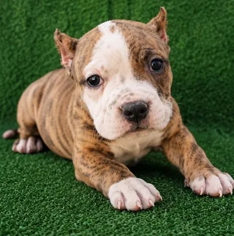 American bully - Foto 3