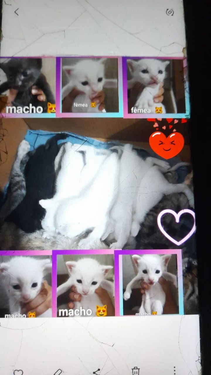  ?doação de gatinhos fofos ?