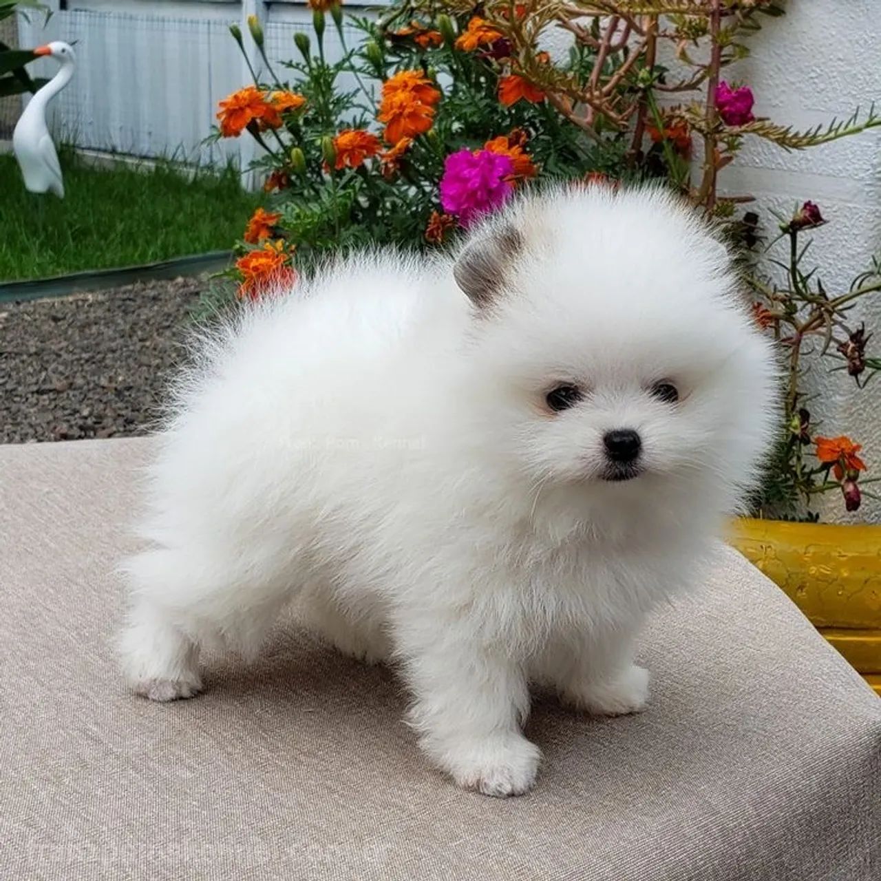 Spitz alemão rostinho de ursinho 