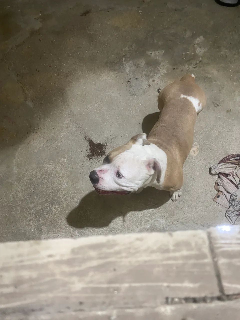 América bully macho muito dócil  - Foto 2