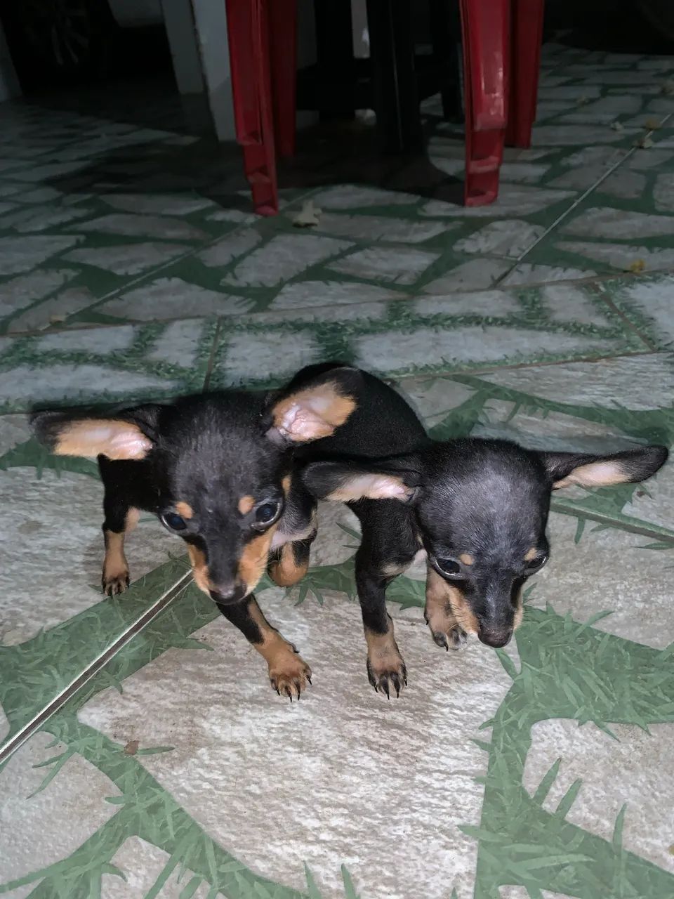 Vende-se Pinscher nº 1! - Foto 2