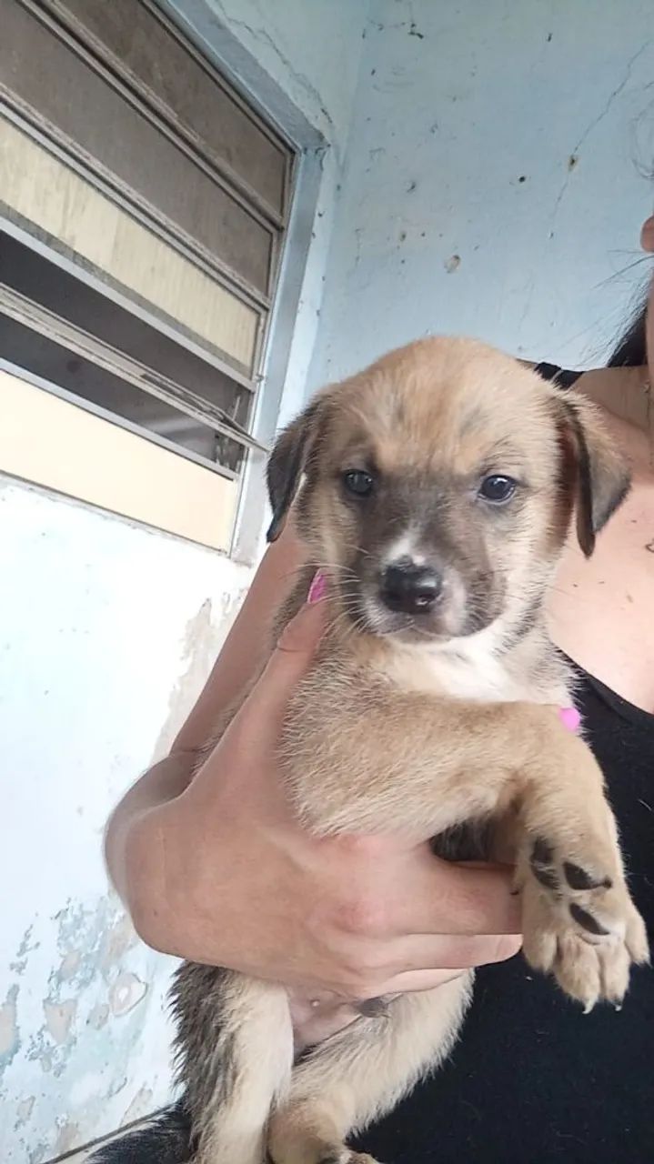 Doaçao de Cachorros Vira-Latas - Porte medio - Parelheiros/SP - Foto 3