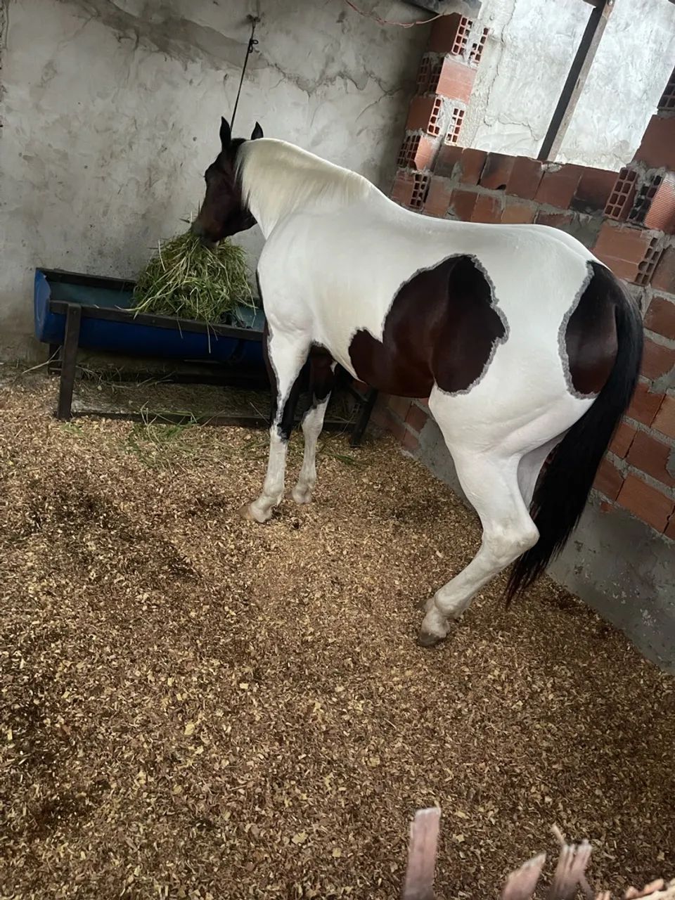 Cavalo  - Foto 2
