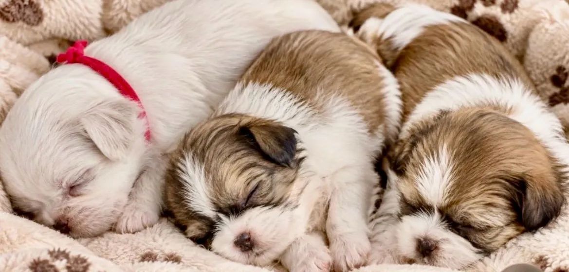Shih Tzu - Foto 4