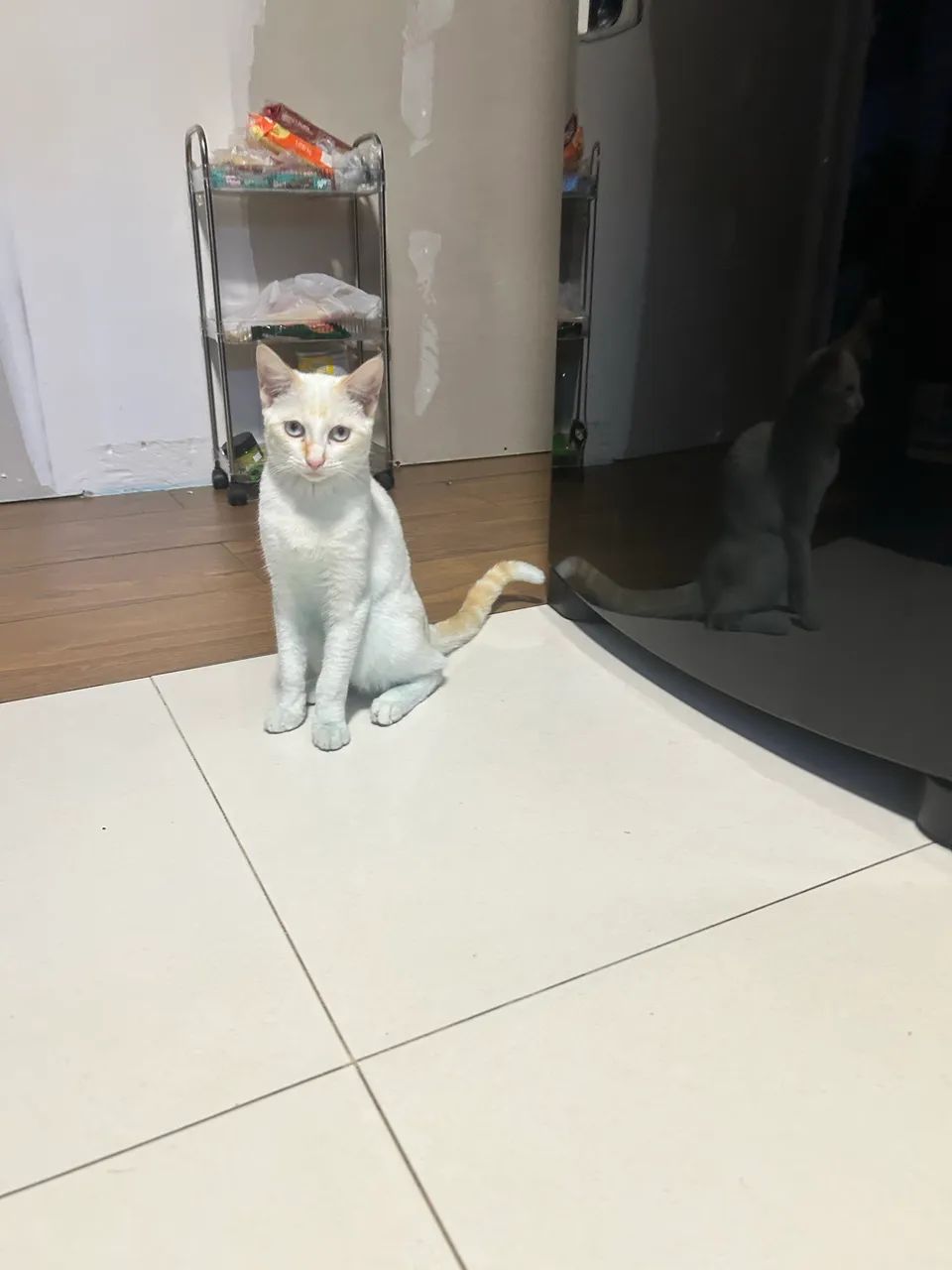 Gato para doação  - Foto 5