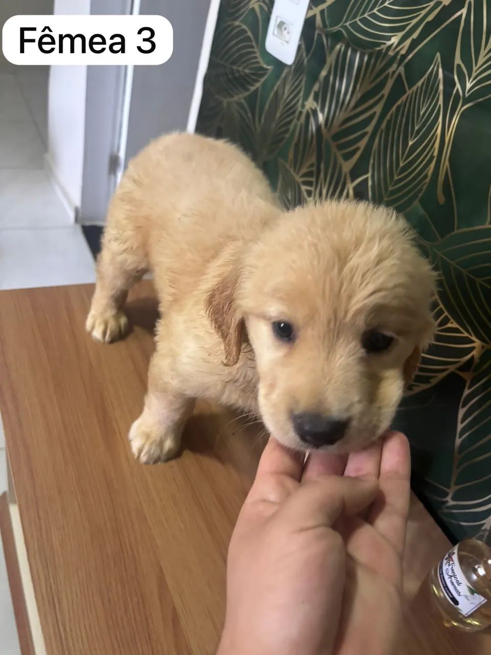 GOLDEN RETRIEVER  - Foto 5