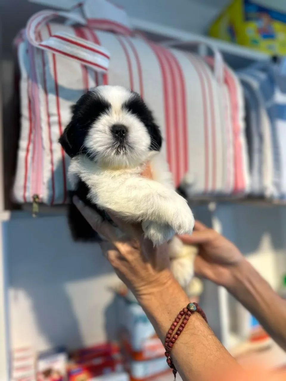 Perfeitinha e linda shitzu - Foto 5