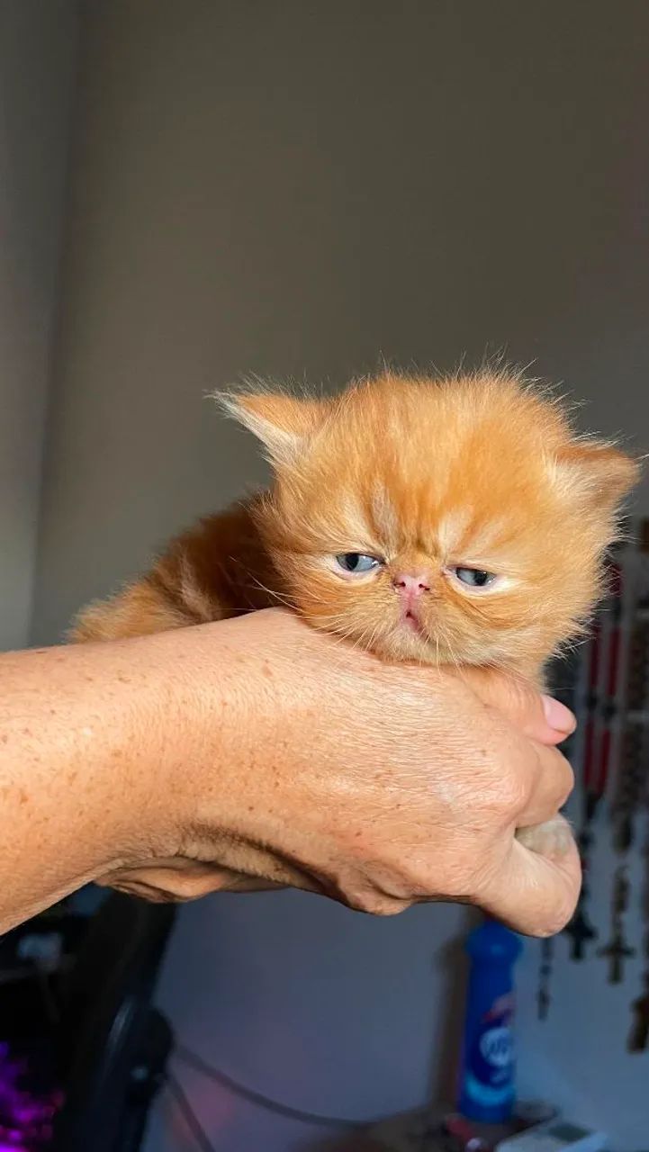 Gatos persas
