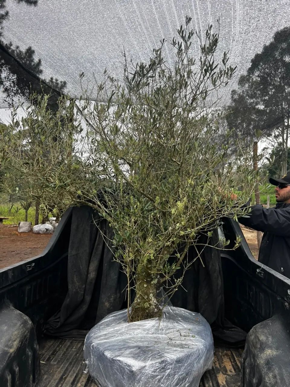 Oliveira 