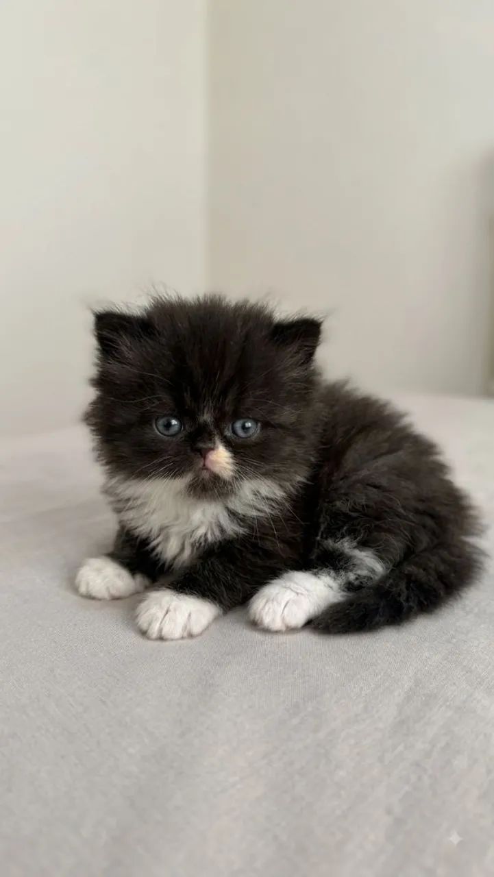 Gato persa