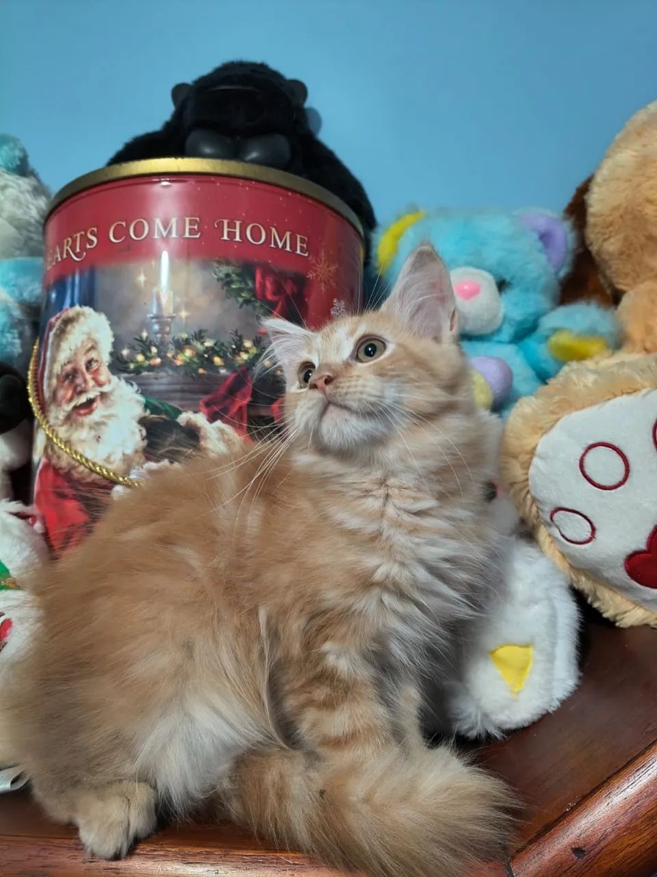 Maine Coon filhote com pelagem exuberante!