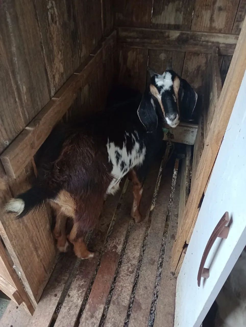 Vendo cabra  - Foto 2