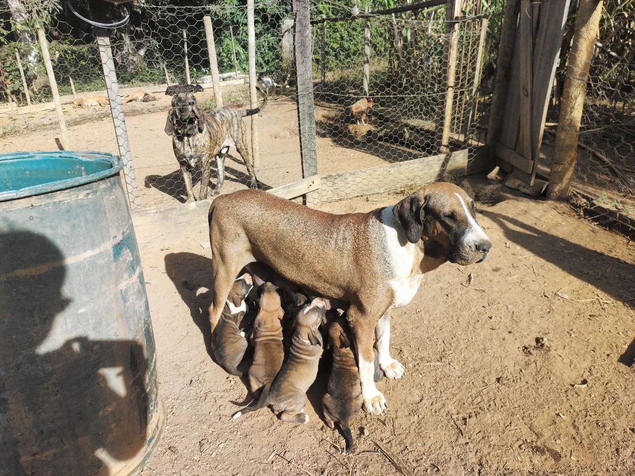 Fila brasileiro  - Foto 4
