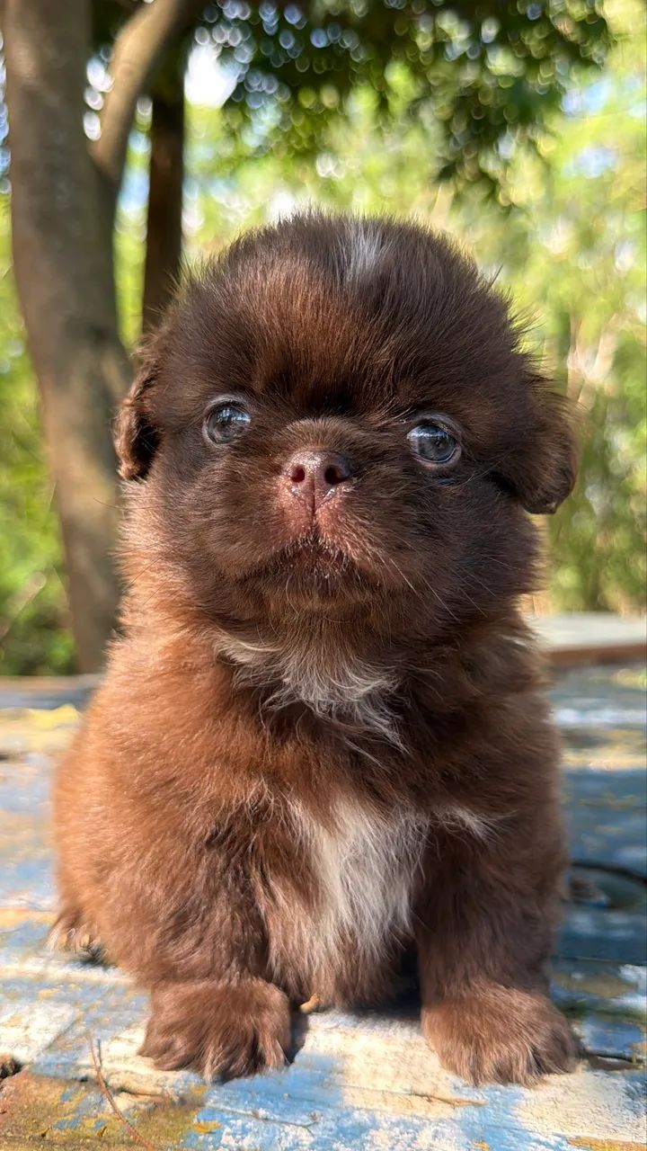 Shihtzu chocolate  - Foto 5