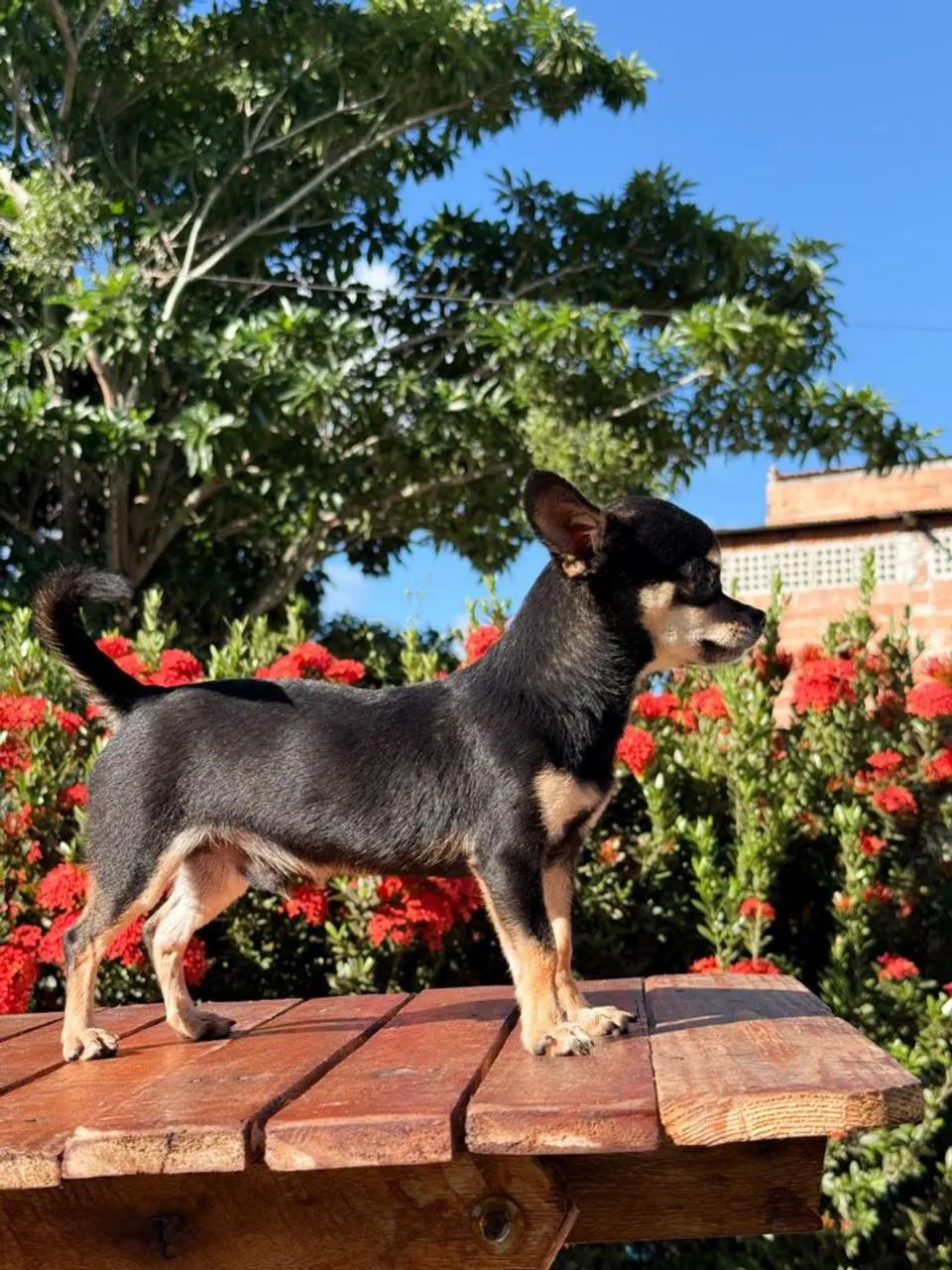 Vendo Chihuahua macho 