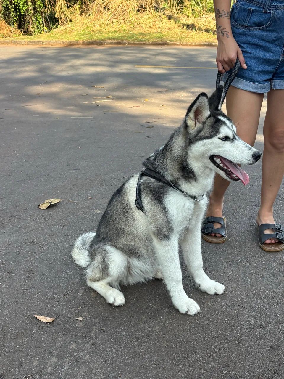 Husky  - Foto 2