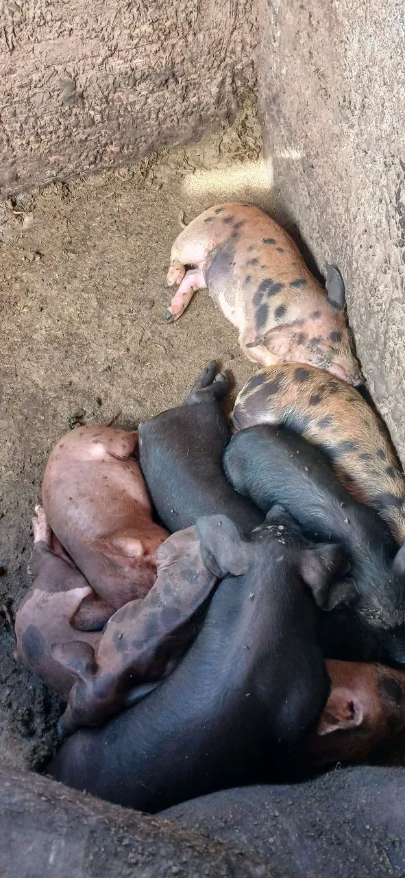 Vendo lote de leitão  - Foto 3