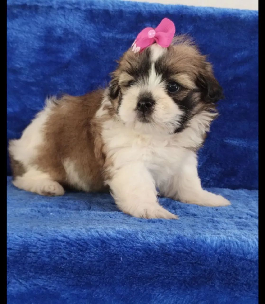 Lhasa Apso  - Foto 5