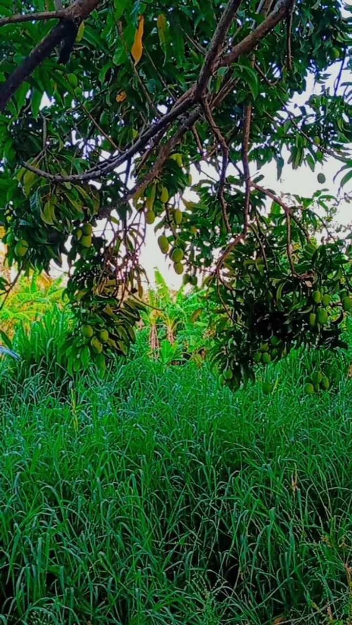 Sítio no masape entrada da forquilha Maranguape  - Foto 4