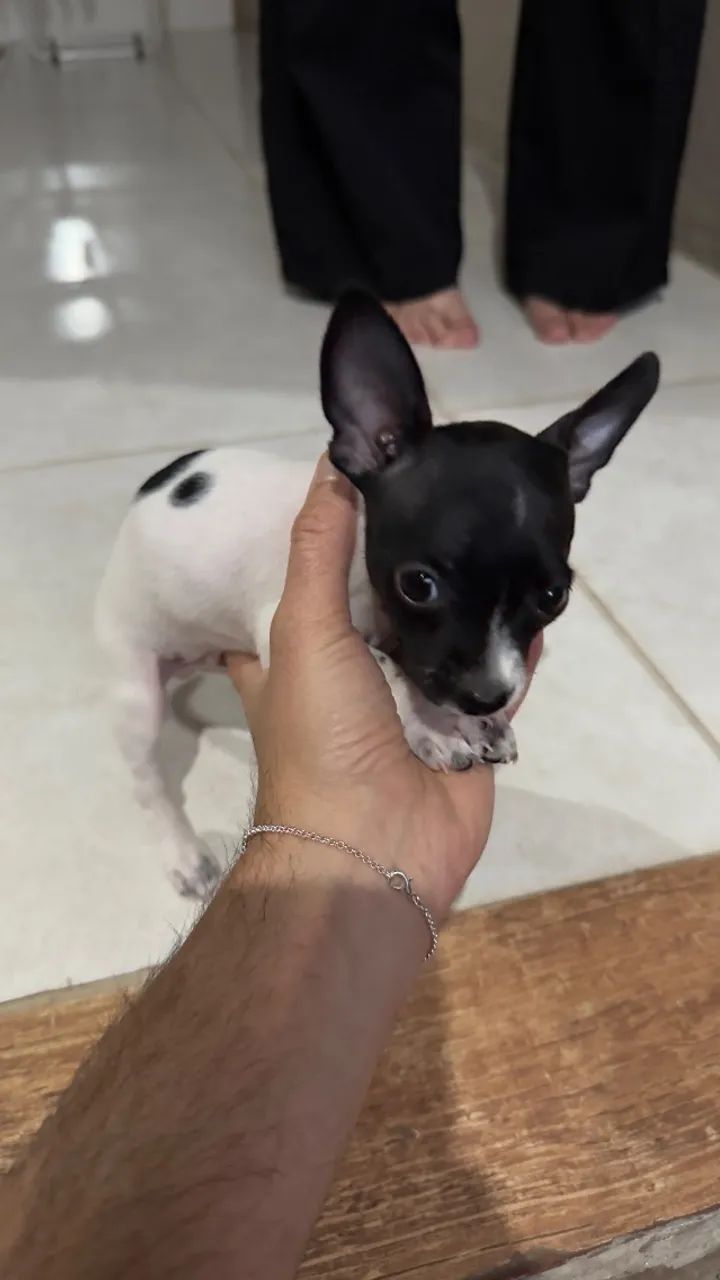 Pinscher 0 - Foto 4