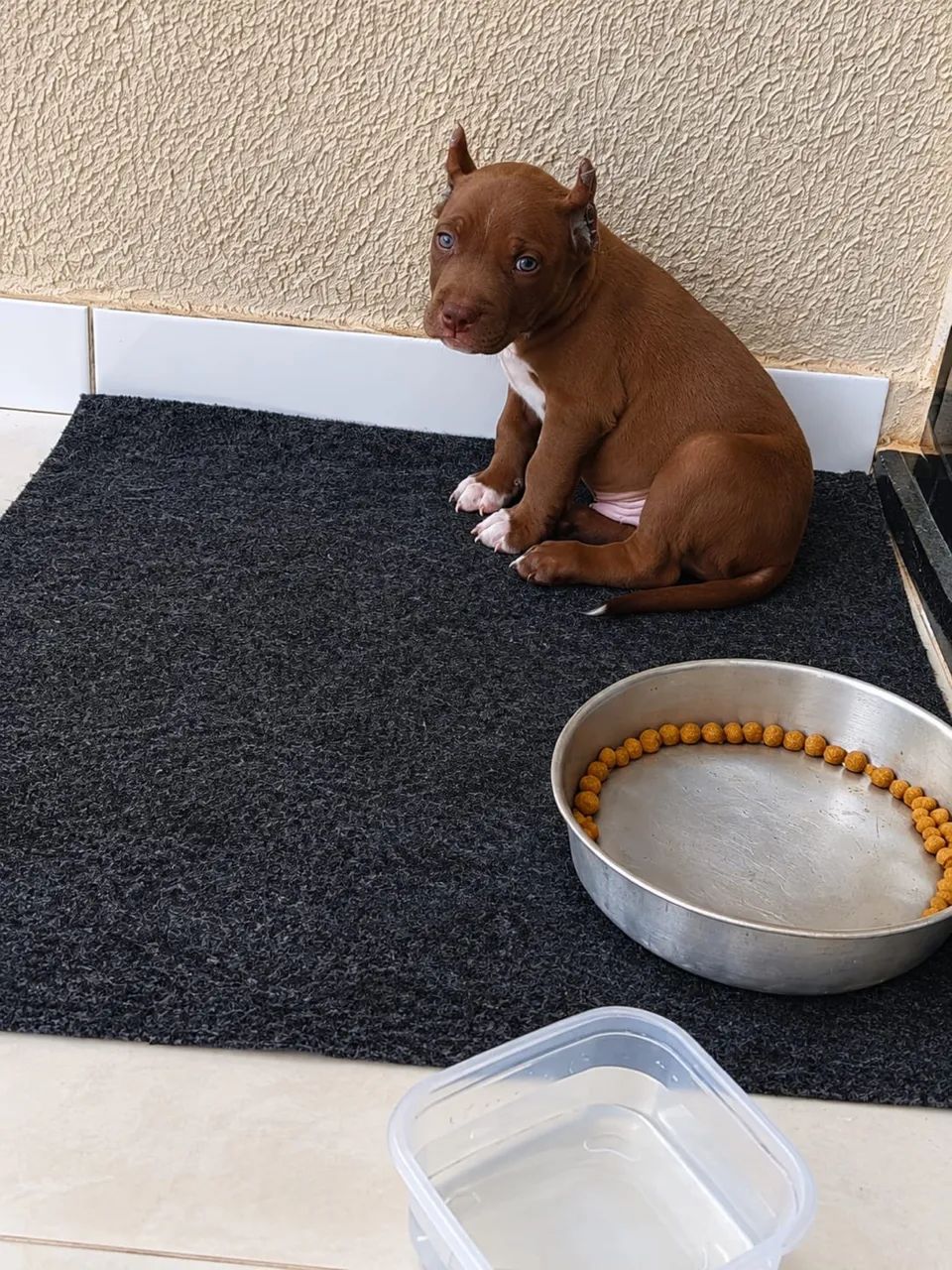 América bully / Pedigree é documentação  - Foto 2