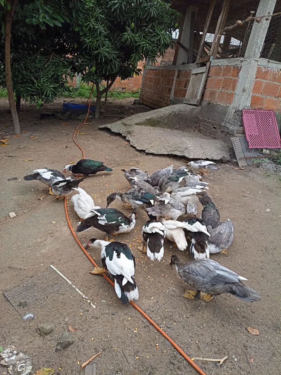 Patos saudáveis  - Foto 2
