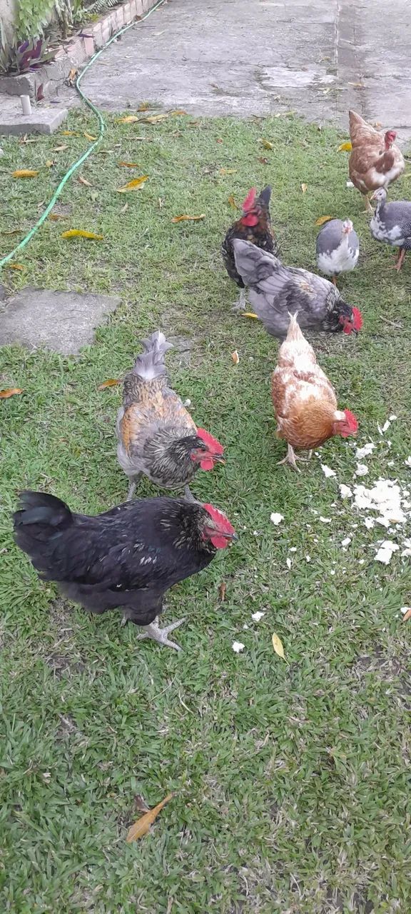 VENDE SE GALINHAS E GUINÉS  - Foto 3
