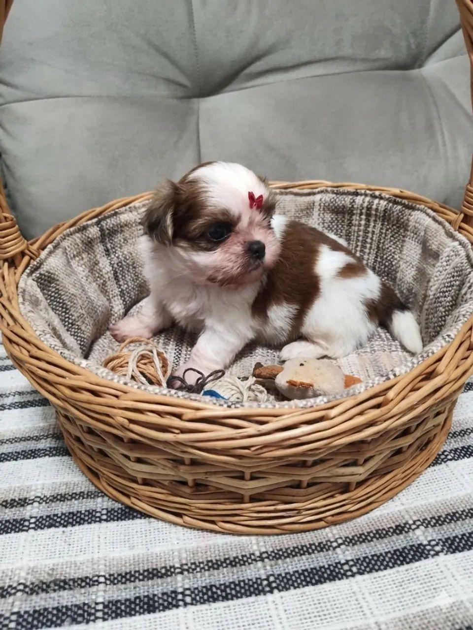 Shih Tuz - Foto 2