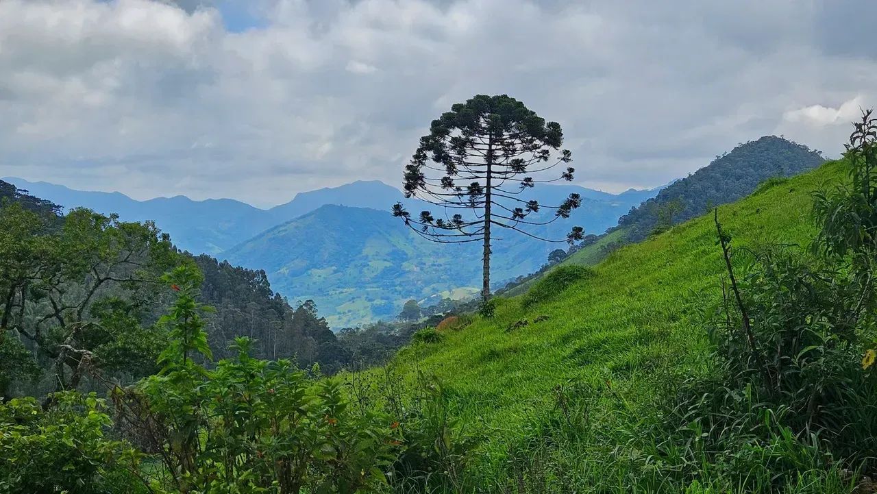 Fazenda com 284,5 ha em Brazópolis - MG - Foto 3