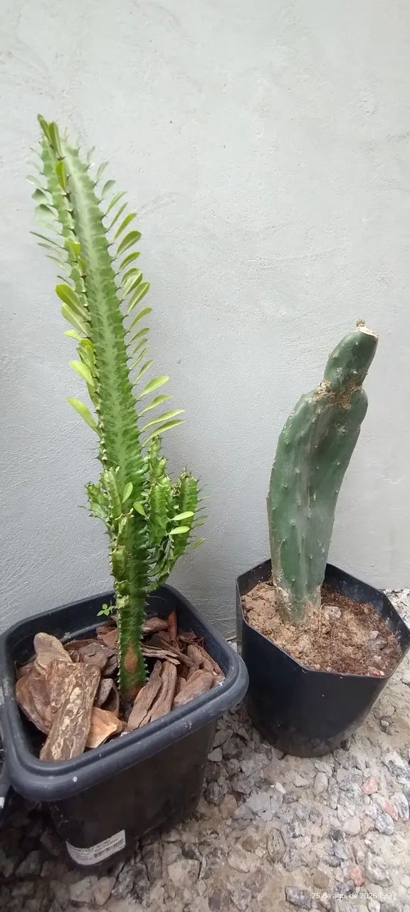 Kit com várias plantas.  - Foto 2