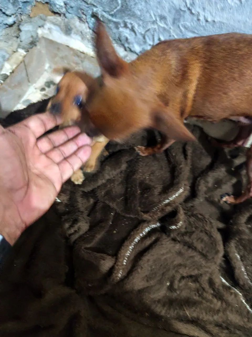 Pinscher fêmea  zero  - Foto 2