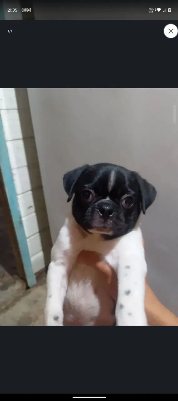 Vendo filhote de Pug 