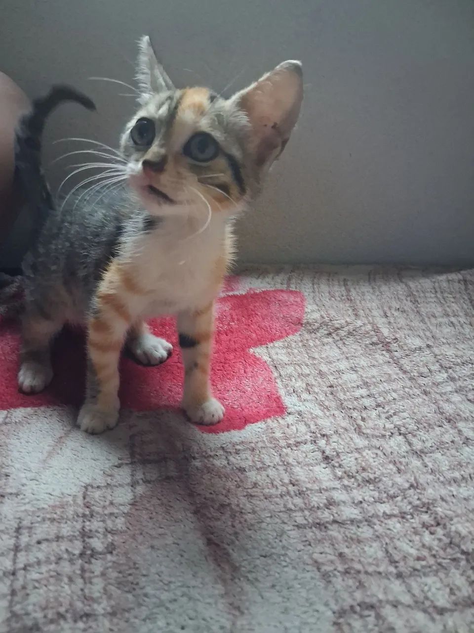 Gatinha para adoção  - Foto 3