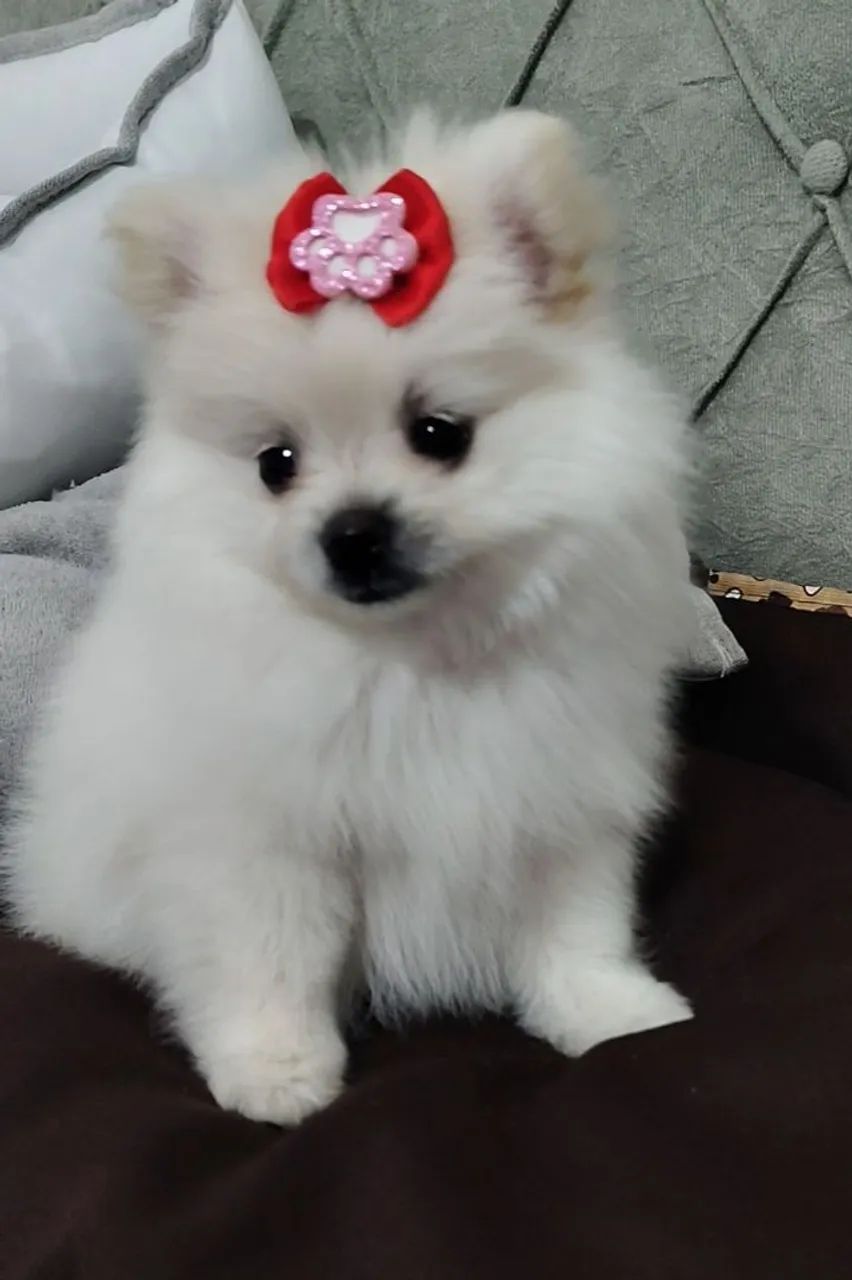Spitz Alemão 